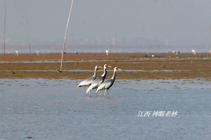 05白枕鶴White Naped Crane.JPG