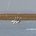 05白枕鶴White Naped Crane.JPG