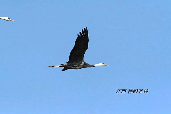 06白頭鶴 Hooded Crane.JPG