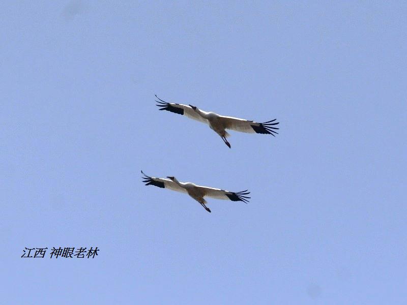 07白鶴Siberian Crane.jpg