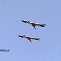 07白鶴Siberian Crane.jpg