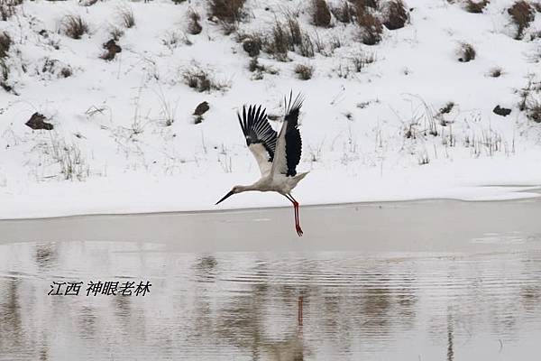 08東方白鸛Oriental Stork.JPG