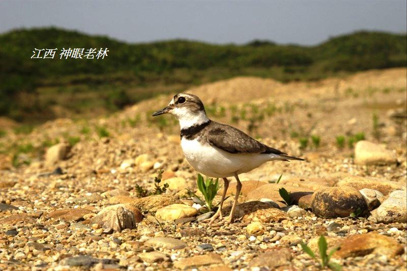 09長嘴劍鴴Long Billed Plover.jpg