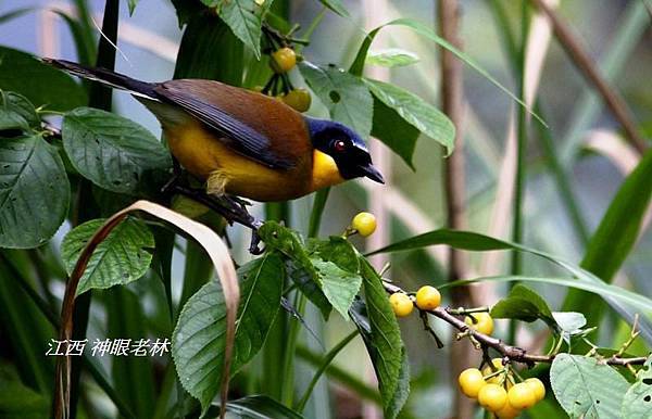 10黃喉噪鶥 Yellow throated Laughingthrush.jpg