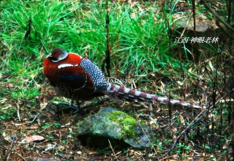 11白頸長尾雉Elliots Pheasant.jpg