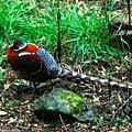 11白頸長尾雉Elliots Pheasant.jpg