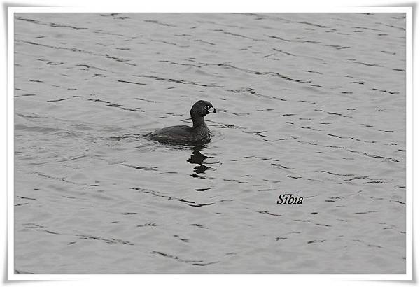 0012_006Podilymbus podiceps Pied_billed Grebe斑嘴巨鷿鷉Pantanos de villa.jpg