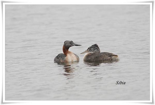 0012_007Podiceps major Great Grebe大鷿鷉Pantanos de villa.jpg