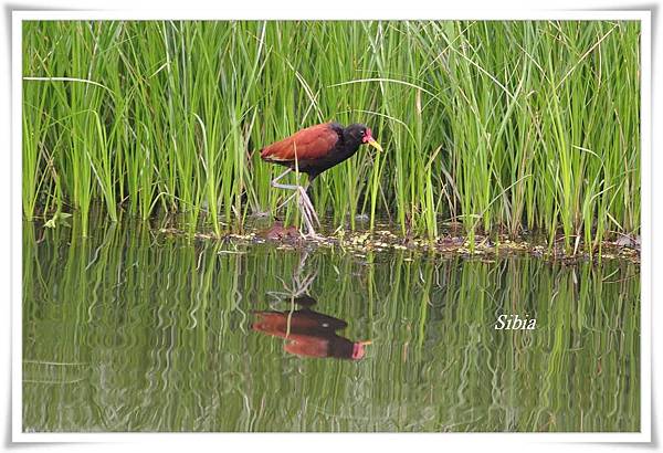 0050_003 Jacana jacana Wattled Jacana肉垂水雉Tres chimbadas Lake.jpg