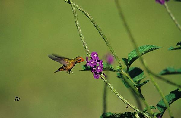 0098_006 Lophornis delattrei Rufous_crested Coquette棕冠蜂鳥.jpg