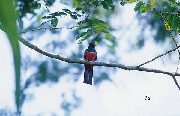 0112_003 Trogon melanurus Black_tailed Trogon黑尾美洲咬鵑.jpg