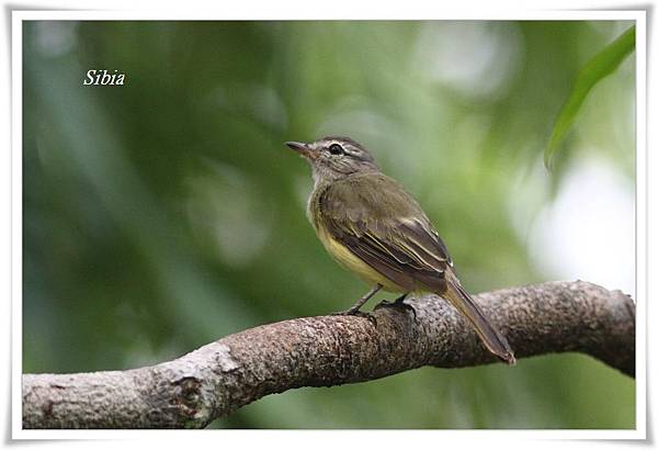 0190_001 Myiopagis viridicata Greenish Elaenia綠伊拉鶲Tree Tower.jpg