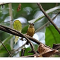 0206_002_2_ Platyrinchus platyrhynchos White_crested Spadebill白冠鏟嘴雀Posada.jpg