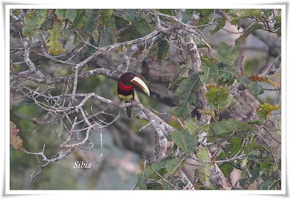 0122_002 Pteroglossus azara Ivory_billed Aracari白嘴簇舌巨嘴鳥Tree Tower.jpg