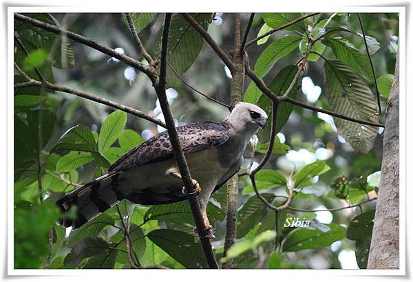 0041_003_2_Morphnus guianensis Crested Eagle冠鵰Posada.jpg