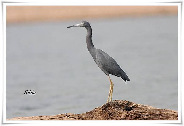 0025_002 Egretta caerulea Little Blue Heron小藍鷺Posada to TRC.jpg