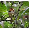 0117_004_2_Bucco capensis Collared Puffbird領蓬頭鴷TRC.jpg