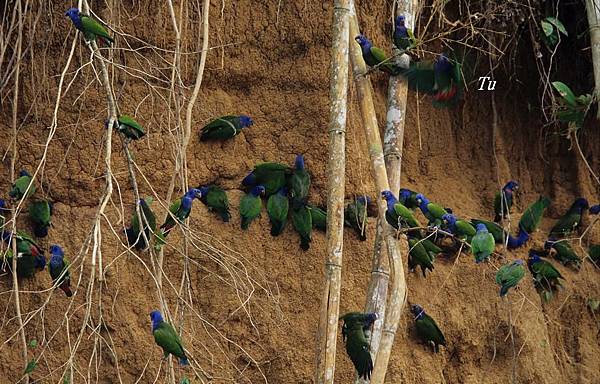 0075_001_2_Pionus menstruus Blue_headed Parrot藍頭鸚哥.jpg