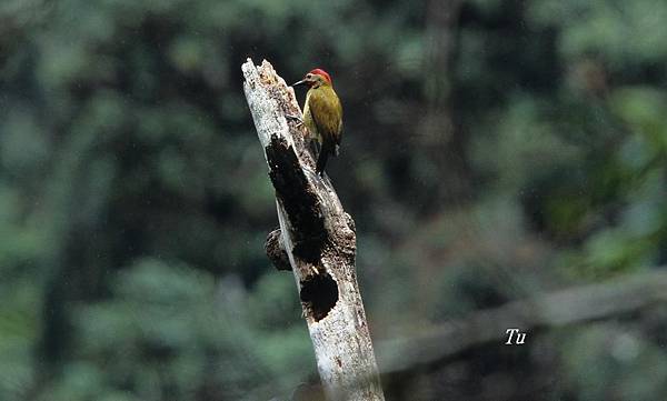0127_004 Veniliornis passerinus Little Woodpecker小啄木鳥.jpg