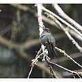 0106_004 Haplophaedia aureliae_assimilis Greenish Puffleg Buff_thighed Puffleg淡綠蓬腿蜂鳥Upper Manu Road.jpg