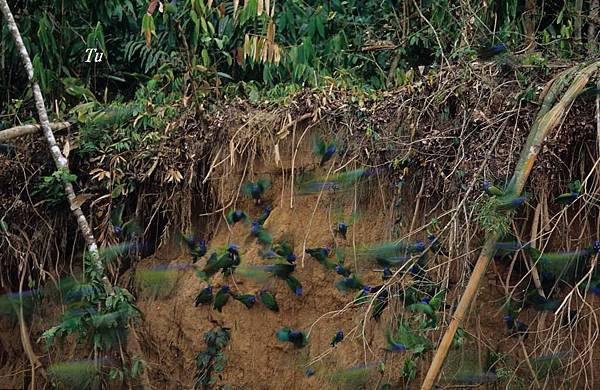 0075_001_1_Pionus menstruus Blue_headed Parrot藍頭鸚哥.jpg