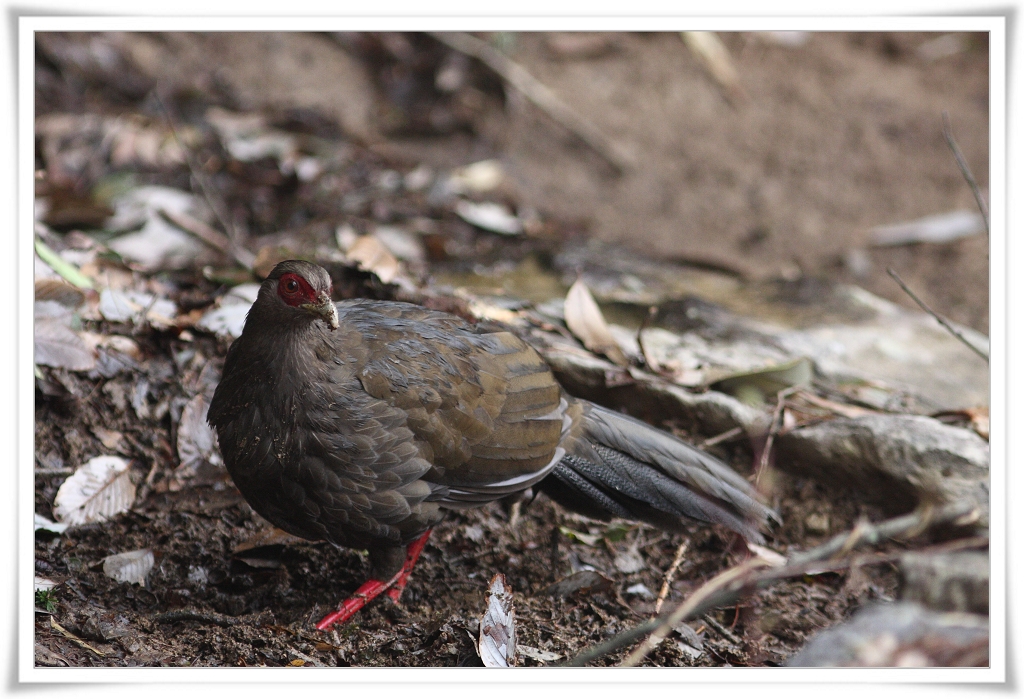 Silver Pheasant武夷山白鷳.jpg