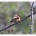 0198_006_2_Pyrrhomyias cinnamomeus Cinnamon Flycatcher桂紅霸鶲Upper Manu Road.jpg