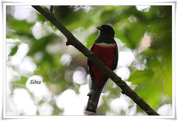 0112_002 Trogon collaris Collared Trogon白領美洲咬鵑TRC.jpg