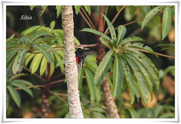 0127_002 Melanerpes cruentatus Yellow_tufted Woodpecker黃鬚啄木鳥Tree Tower.jpg