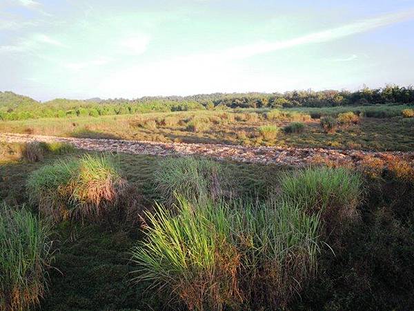 03Cat Tien NP 05Grassland12.JPG