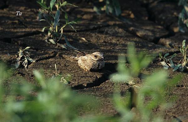 0086_003 Chordeiles rupestris Sand_colored Nighthawk沙色夜鷹.jpg