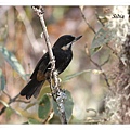 0276_002_2_Diglossa mystacalis Moustached Flowerpiercer鬚刺花鳥Upper Manu Road.jpg