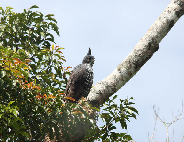 02702馬來鷹鵰Blyths Hawk Eagle Spizaetus alboniger.jpg