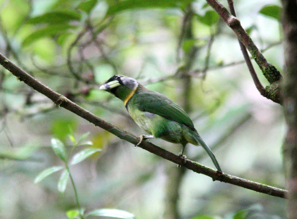 06001火簇擬鴷Fire tufted Barbet Psilopogon pyrolophus1.jpg