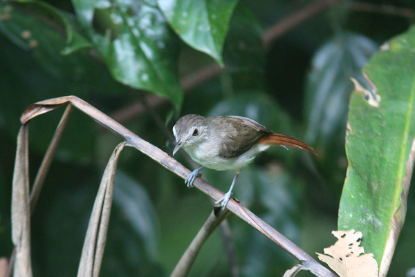 11306純色樹鶥Sooty capped Babbler Malacopteron affine4.jpg