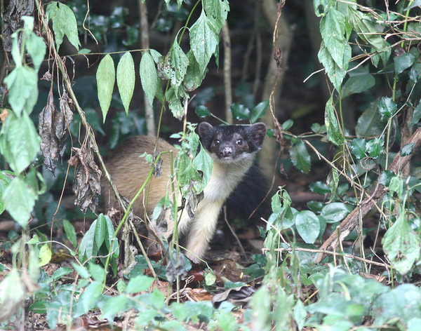 黃喉貂 台 青鼬 中 Yellow Throated Marten Martes flavigula1.jpg