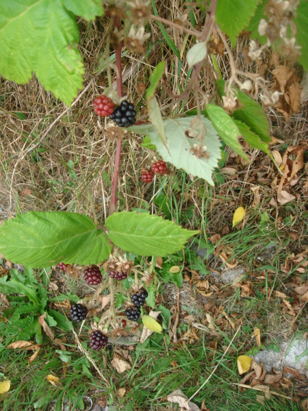 DSC08193.JPG