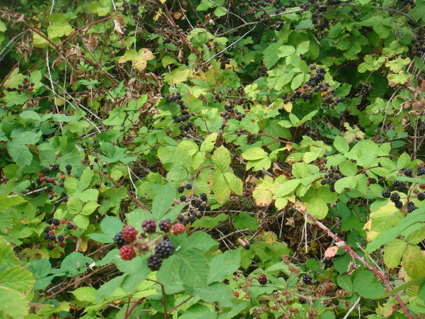 DSC08194.JPG