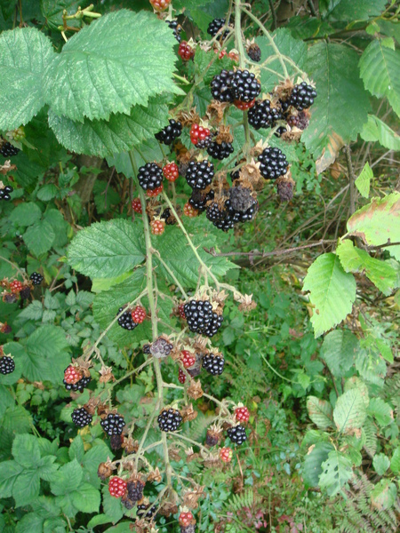 DSC08212.JPG