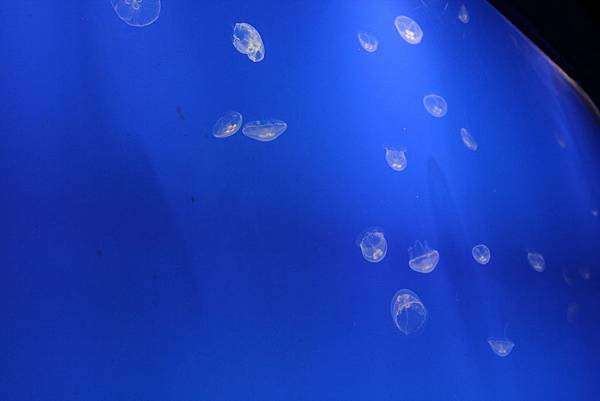 IMG_6826 IMG_6826