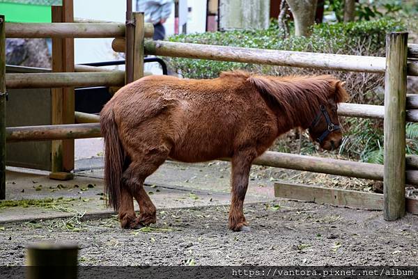 <高知景點> 高知野市動物園