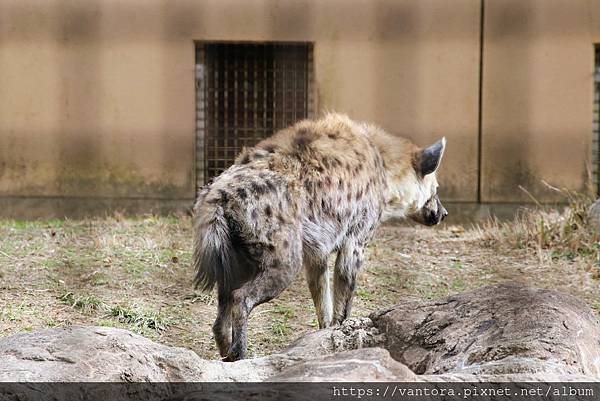 <高知景點> 高知野市動物園