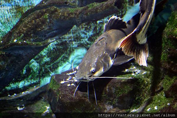 <高知景點> 高知縣立野市動物園