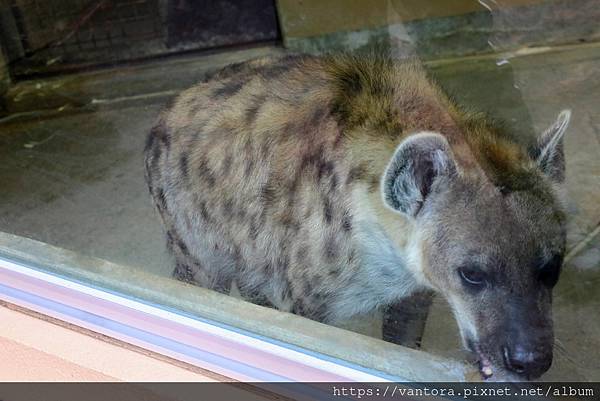 <高知景點> 高知野市動物園