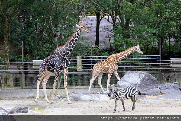 <高知景點> 高知縣立野市動物園