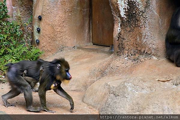 <高知景點> 高知縣立野市動物園