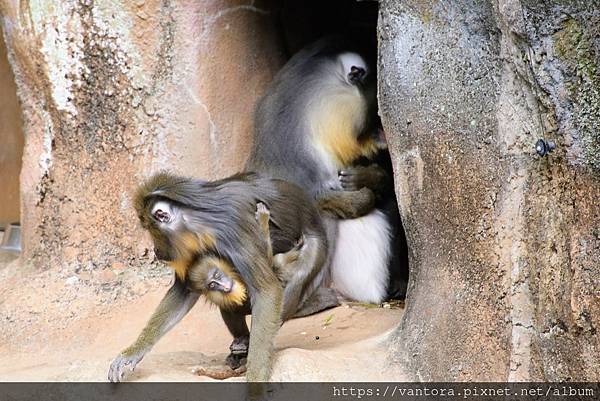 <高知景點> 高知縣立野市動物園