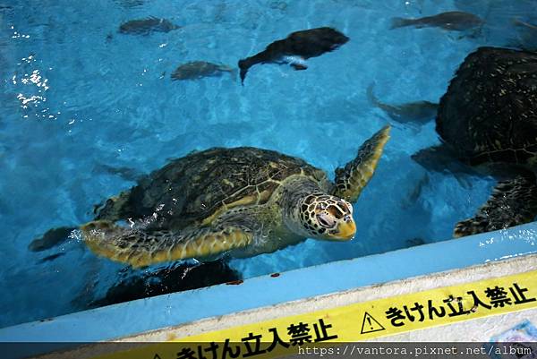 <高知景點> 桂濱水族館 & 高知縣立坂本龍馬紀念館