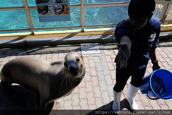 <高知景點> 桂濱水族館 & 高知縣立坂本龍馬紀念館