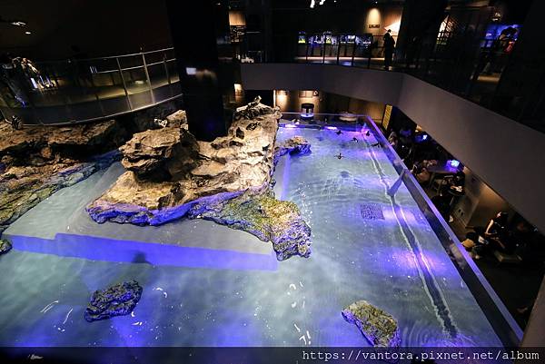 <東京水族館> 彷彿展覽的都會型水族館：墨田水族館（Sumi